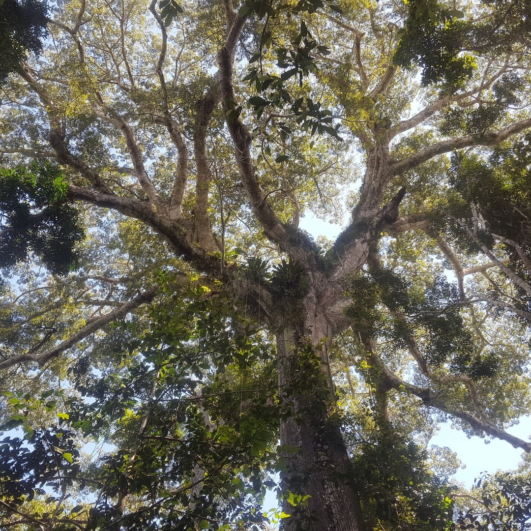 nation des arbres